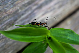 Close-up of Black and Orange Insect on Green Leaf