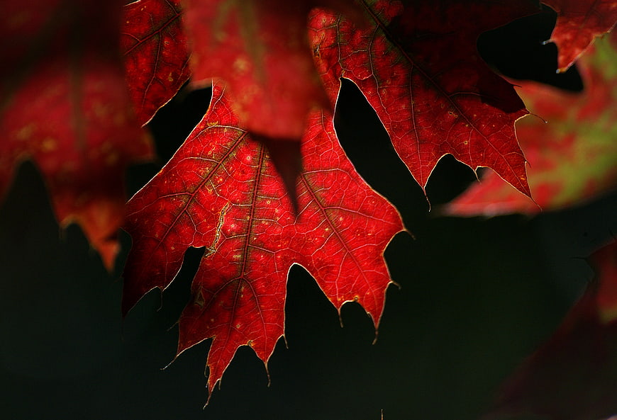 Close-up of vibrant red maple leaves against dark background