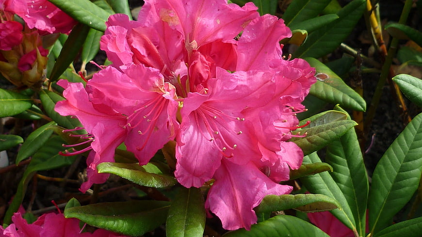 Vibrant Pink Rhododendron Blossoms in Garden