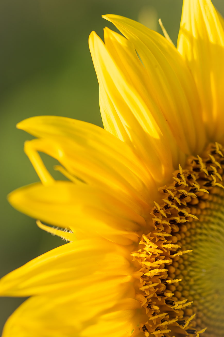 Close-up of vibrant yellow sunflower petals and center