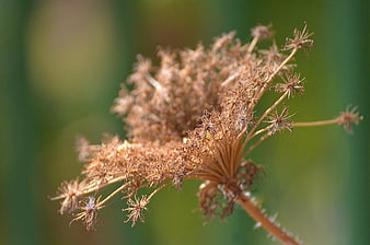Close-up of dried wildflower seed head against green bokeh
