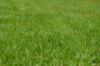 Close-up of vibrant green grass texture background