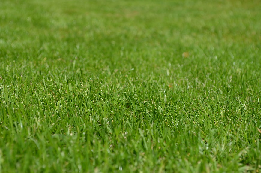 Close-up of vibrant green grass texture background