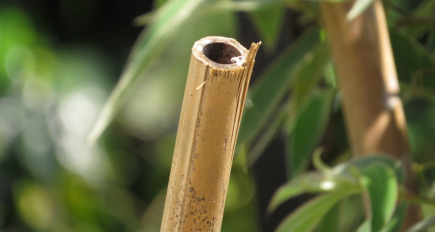 Close-up of broken bamboo stalk with natural background