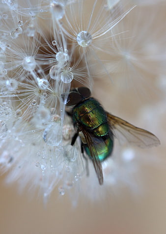 Macro shot of green fly on wet dandelion seed head