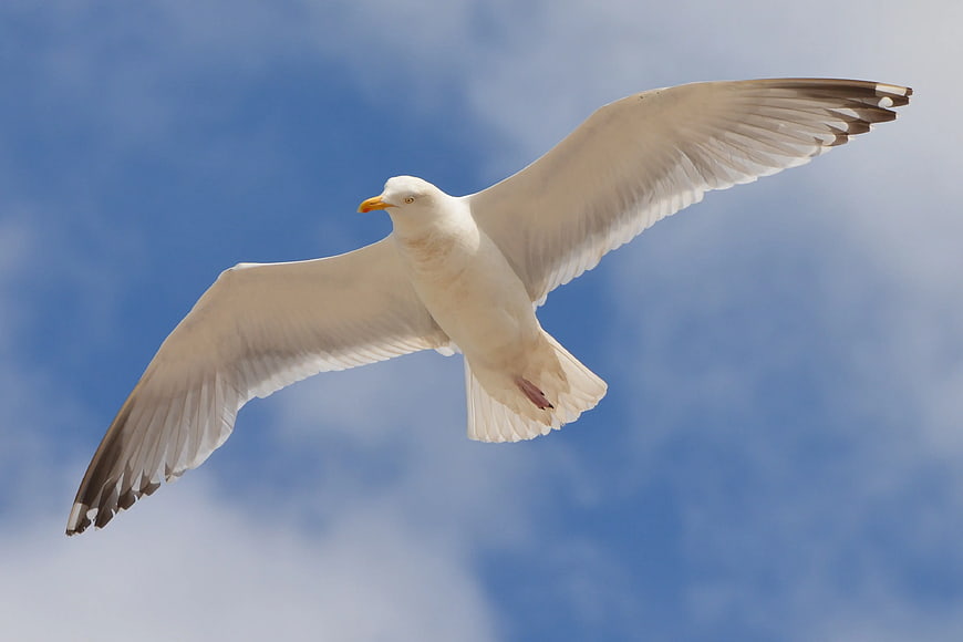 Seagull Flying Against Blue Sky with Clouds