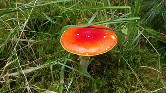 Red Fly Agaric Mushroom in Green Forest Grass