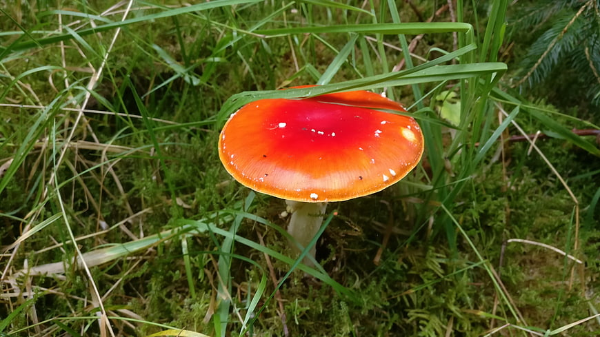 Red Fly Agaric Mushroom in Green Forest Grass