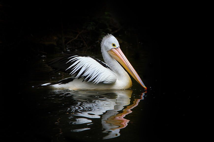 Australian Pelican Feeding in Dark Water
