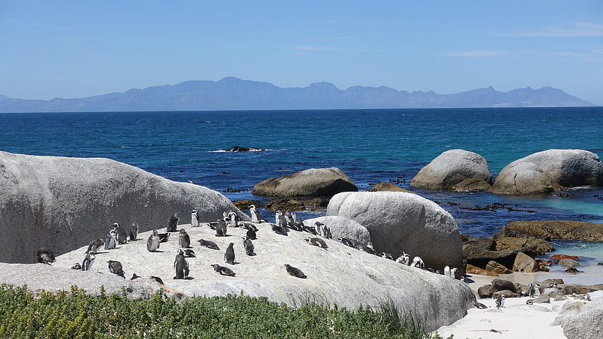 African penguins on rocky beach with ocean and mountains