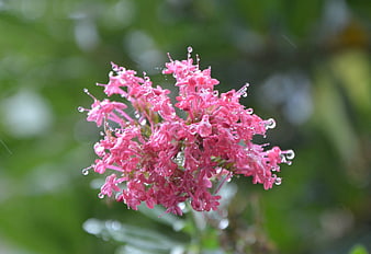 Close-up of pink flower cluster with raindrops on green background