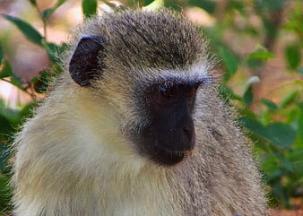 Close-up portrait of a vervet monkey in natural habitat