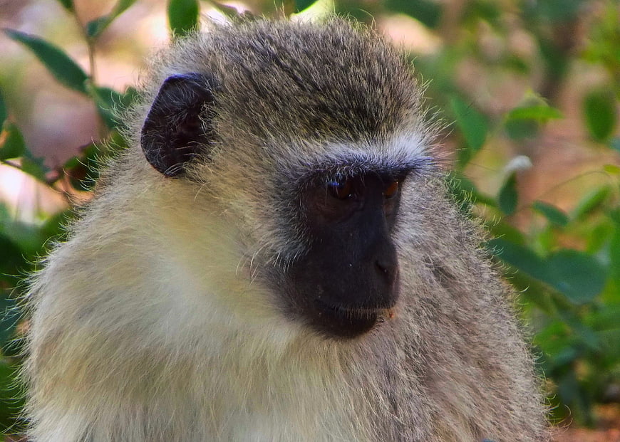 Close-up portrait of a vervet monkey in natural habitat