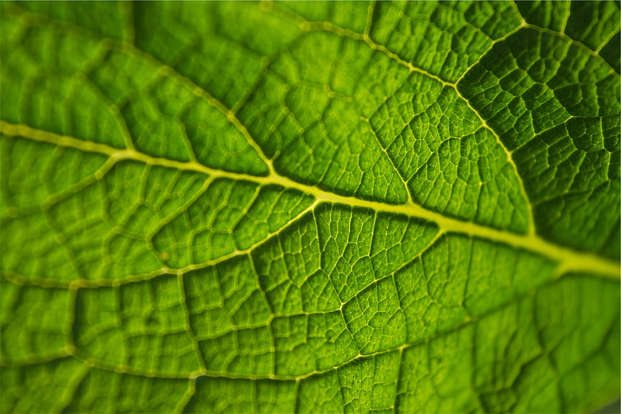 Macro Close-Up of Green Leaf Veins and Texture