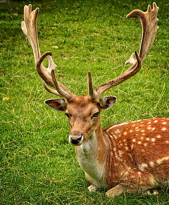 Majestic Fallow Deer with Antlers Resting in Green Meadow
