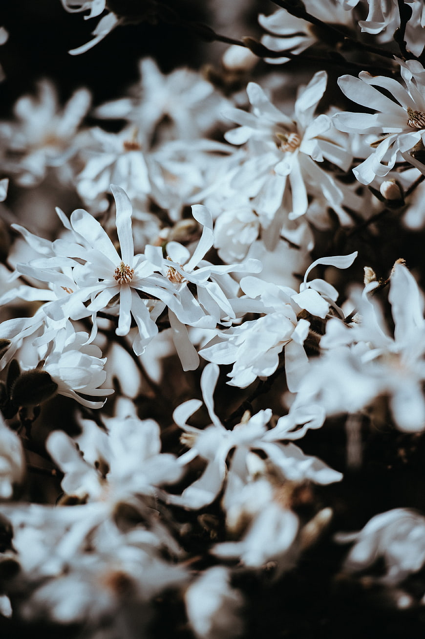 Close-up of white star magnolia blossoms on dark branches