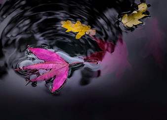 Colorful autumn leaves floating on dark rippling water