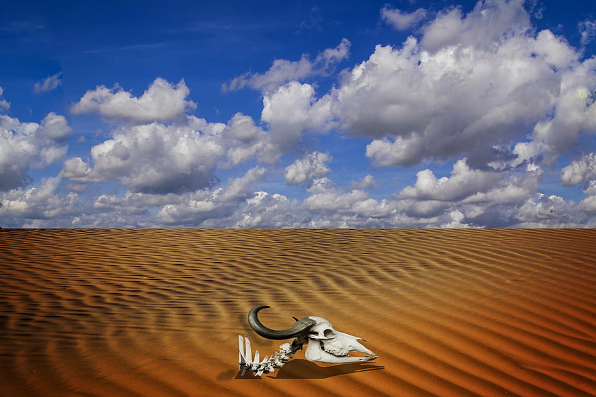 Animal skull on sand dunes under blue sky with clouds