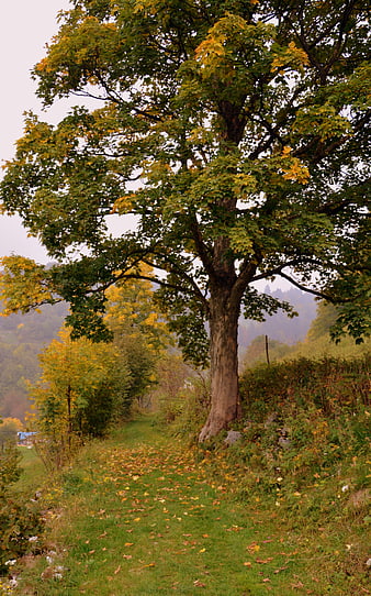 Large tree with autumn leaves on a grassy trail in Lessinia, Italy
