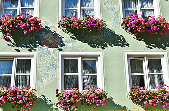 Traditional European building facade with pink geraniums