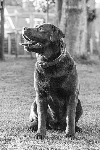 Black and white portrait of a happy sitting dog
