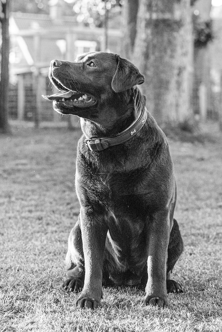 Black and white portrait of a happy sitting dog