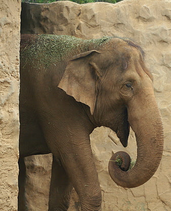 African Elephant Eating Hay in Zoo Enclosure