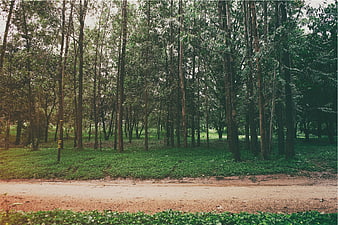 Dirt road winding through dense green forest with tall trees