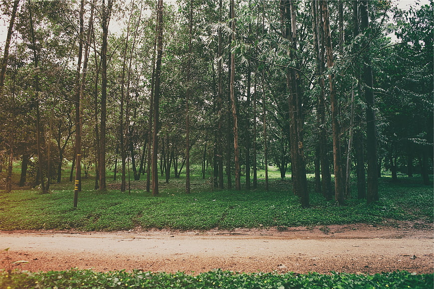 Dirt road winding through dense green forest with tall trees