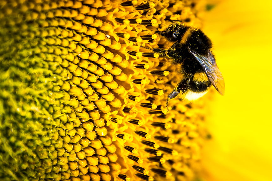 Close-up of a bumblebee pollinating a sunflower