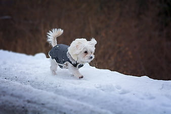 Cute white puppy running in snow wearing a coat