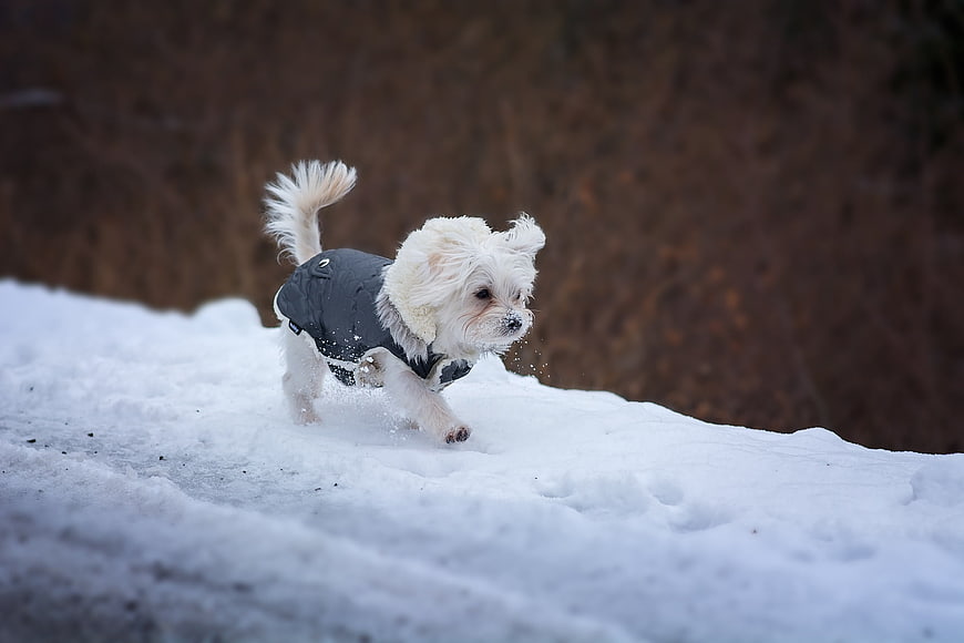 Cute white puppy running in snow wearing a coat