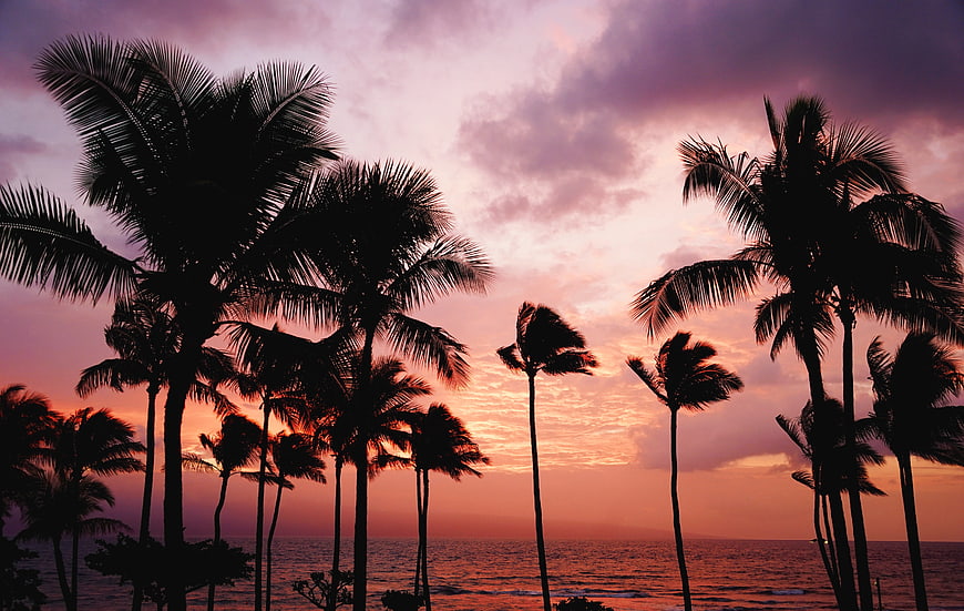 Silhouetted Palm Trees Against Vibrant Pink Sunset Sky