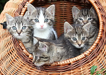 Cute Tabby Kittens in a Wicker Basket