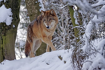 Mongolian Wolf Walking Through Snowy Winter Forest
