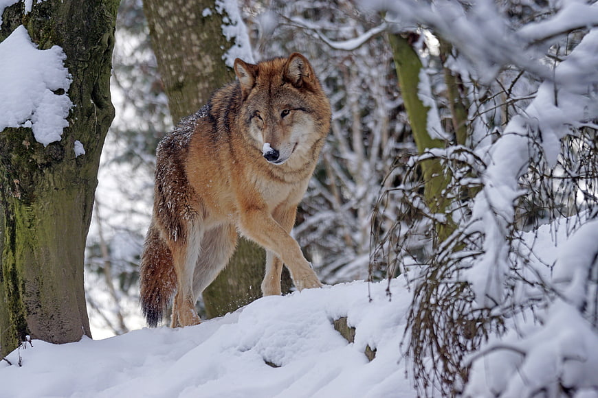Mongolian Wolf Walking Through Snowy Winter Forest