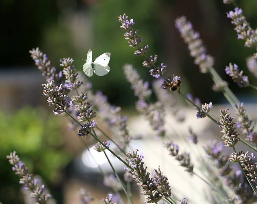 White butterfly on lavender flowers in garden