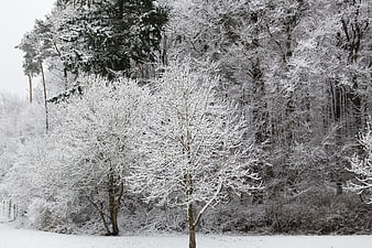 Snow-covered trees in a quiet winter forest landscape