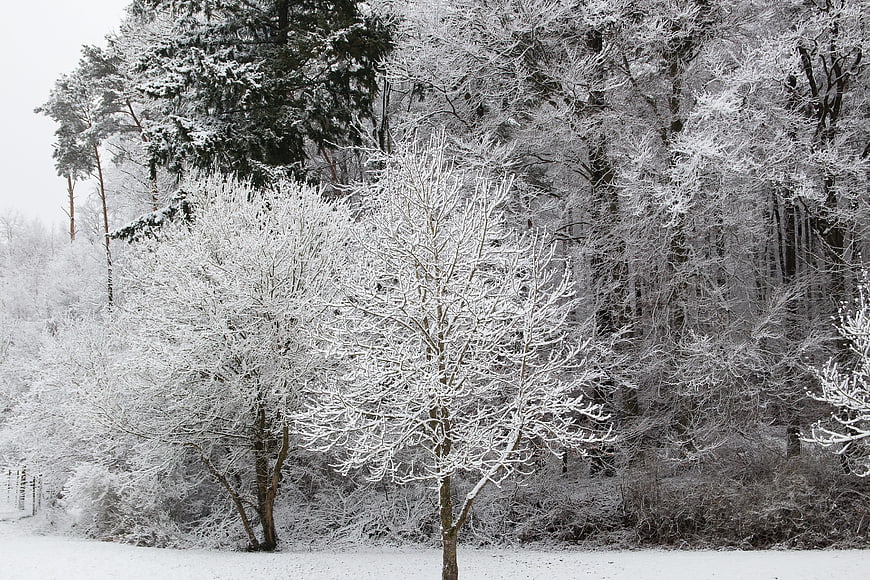 Snow-covered trees in a quiet winter forest landscape