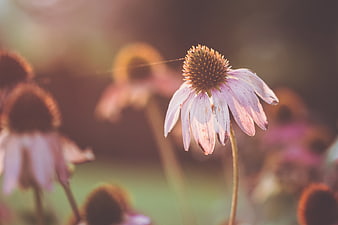Close-up of a purple coneflower in soft sunlight