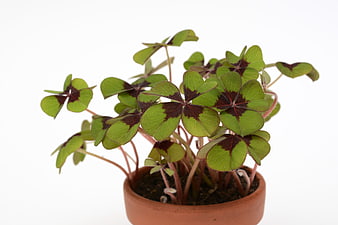 Potted Oxalis Plant With Green And Purple Leaves On White Background