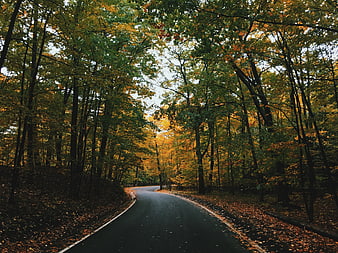 Winding asphalt road through colorful autumn forest