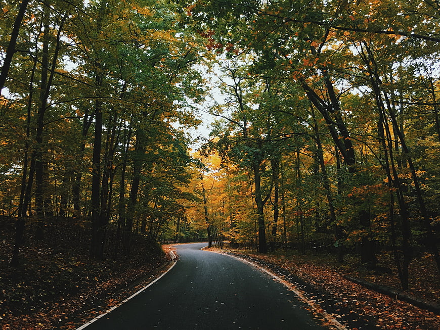 Winding asphalt road through colorful autumn forest
