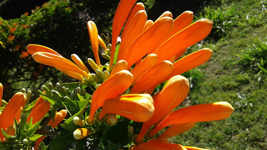 Vibrant Orange Kangaroo Paw Flowers in Sunlight