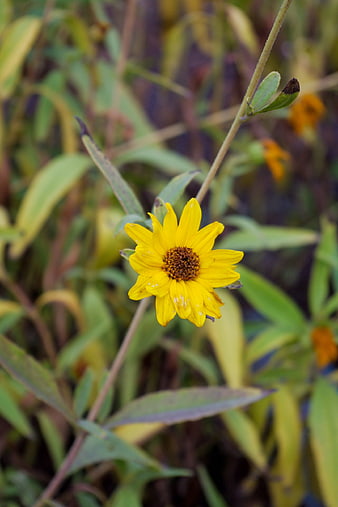 Close-up of a yellow wildflower in a natural setting