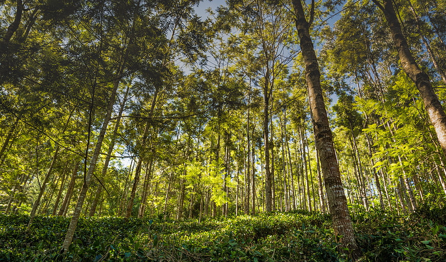 Low angle view of tall trees in a lush green forest