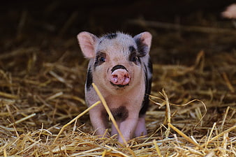 Cute spotted piglet standing on straw in a barn