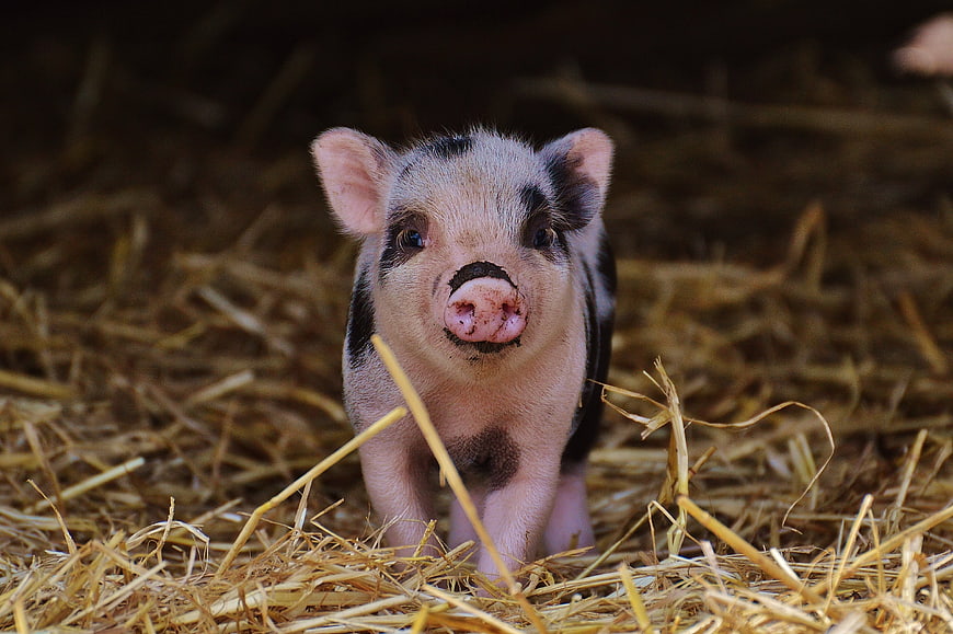 Cute spotted piglet standing on straw in a barn