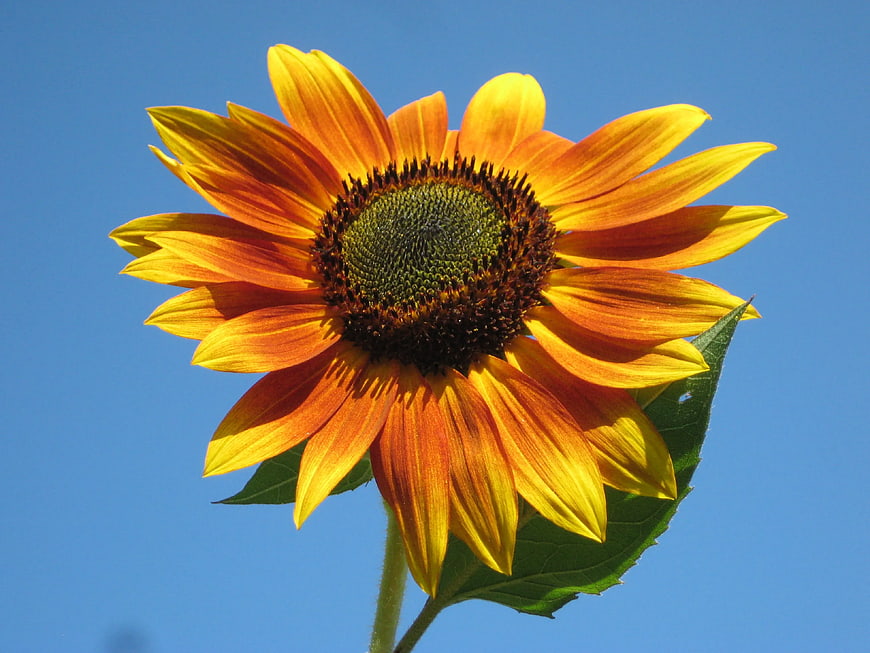 Vibrant Sunflower Close-Up Against Clear Blue Sky