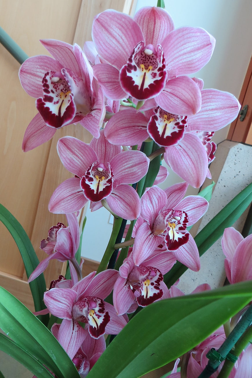 Pink Cymbidium Orchids with Speckled Blooms